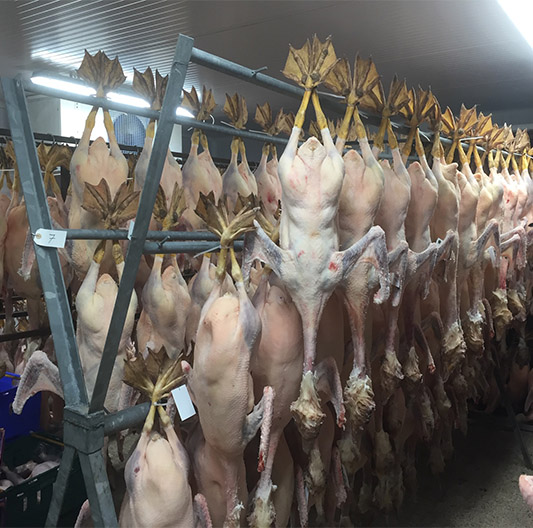 Exeter Turkey Farm Devon Bronze Christmas Turkey Exeter Turkey Farm