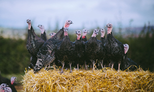 Bronze Free Range Turkeys